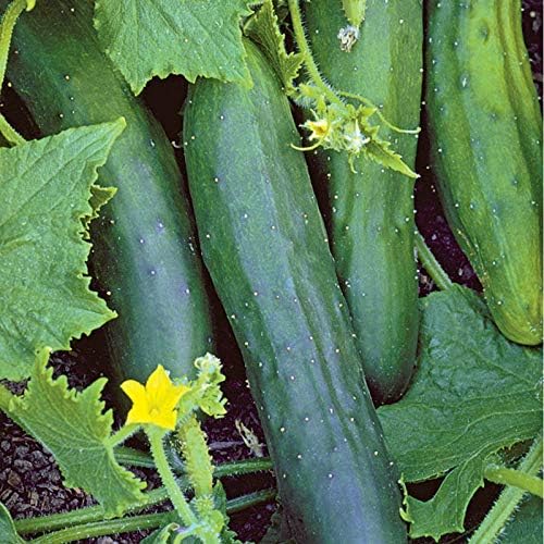 Bulk Organic Marketmore 76 Cucumber Seeds Non GMO (1 Lb)