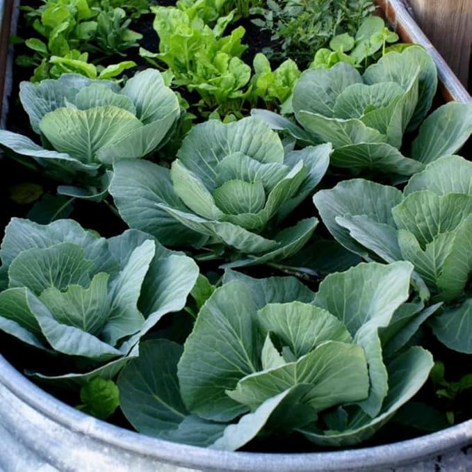 Set 2 Cabbage Plants, 4 Inch Pot, Cold Harrdy Cabbage Vegetable Plant for Indoor Outdoor Garden