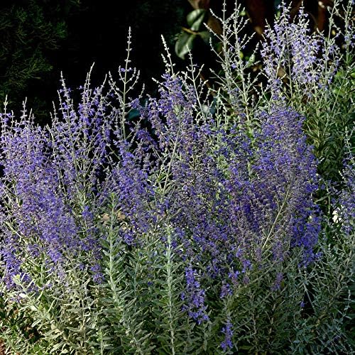 Park Seed Sage Herb Plant Seeds, Easy to Grow, Variety of Colors, Spring Garden, Blue Steel Russian, Pack of 10