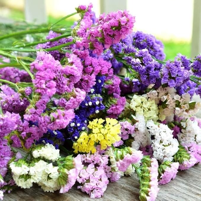 KIRA SEEDS - Seeds Wavyleaf Sea Lavender Mix - Statice Kermek - Heirloom Herb - GMO Free