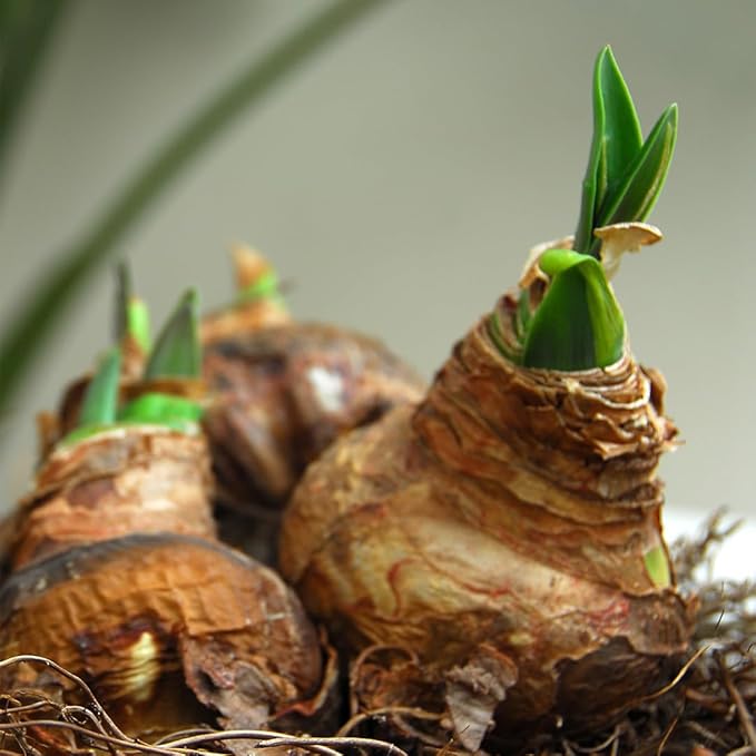 Merengue Spider Amaryllis Bulb by Horn Canna Farm | Exotic Indoor Flower Bulb for Winter Growing | Long Petaled Green Orange Bronze Blooms