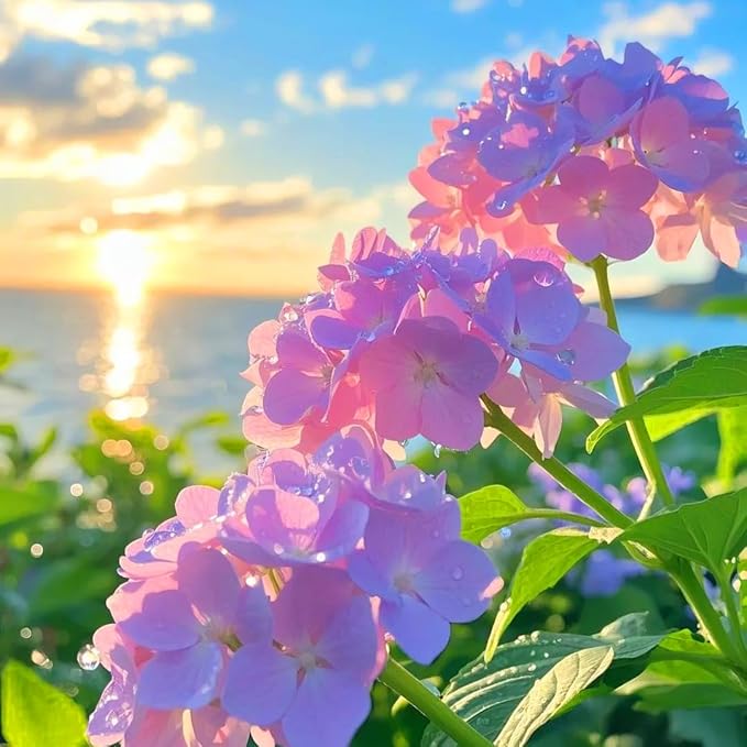 Mixrug Pink Hydrangea Seeds for Planting, 50+pcs Perennial Rare Exotic Ball Hydrangea Flowers Seeds Plants, Non-GMO Heirloom Beauty Home Garden Bloom Flowers in Outdoors