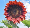 Red Sun Sunflower Seeds - Heads up to 6" Across