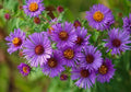 100PCS New England Aster Seeds Purple Perennial Heirloom Fall Planting Seeds