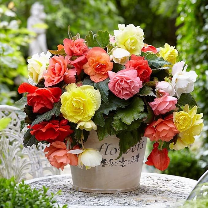 Seeds Large Leaf Wax Begonia Mix Annual Beautiful Flowers