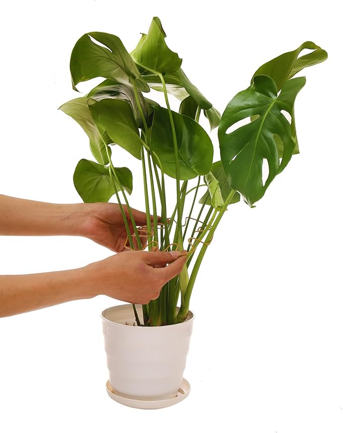 Spiritlele 5 Pcs Golden Plant Stem Support Holder Set Monstera Plant Support Clamp Growth Accessories for Indoor Plants Small