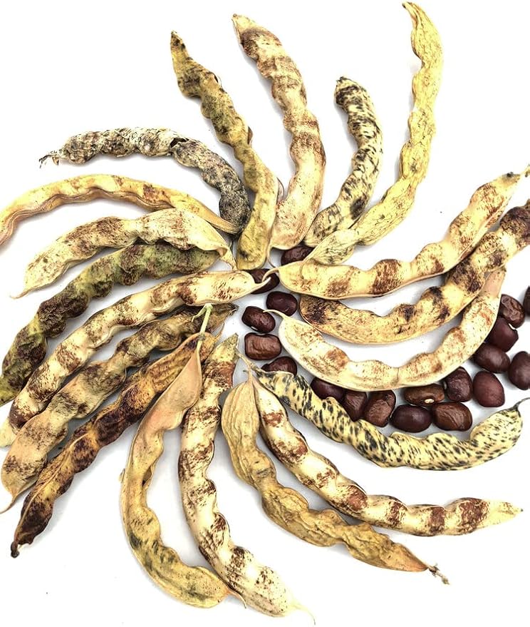 Little Red Cut Short Beans Seeds (Phaseolus vulgaris) 100 Seeds (100 Grams)