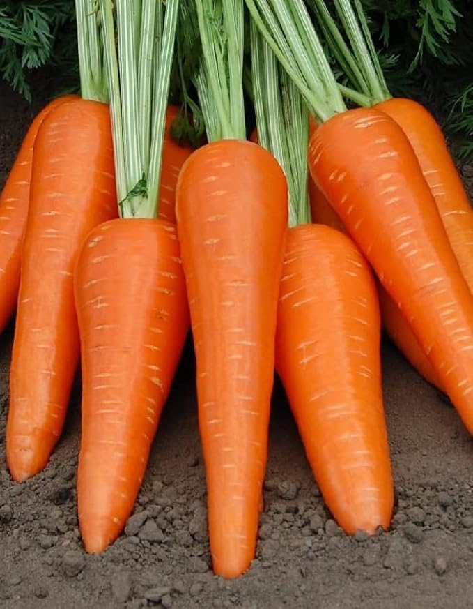 KIRA SEEDS - Seeds Carrot Red Giant - Heirloom Vegetable - GMO Free