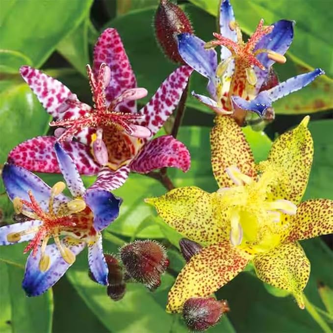 25Pcs Perennial Tricyrtis Wonder Toad Lily Flower Seeds to Plant Outdoor-Non-GMO Heirloom Plant Seeds Garden