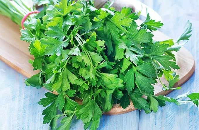 SeedsUP - 2000+ Seeds Italian Flat-Leaf Parsley Indoor for Pots Year-Round - 2000 Seeds - Herb Green