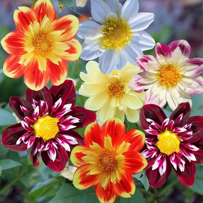 290+ Dwarf Dahlia Seeds for Planting – Cold-Hardy Drought-Resistant Compact Flower for Outdoor Garden & Containers