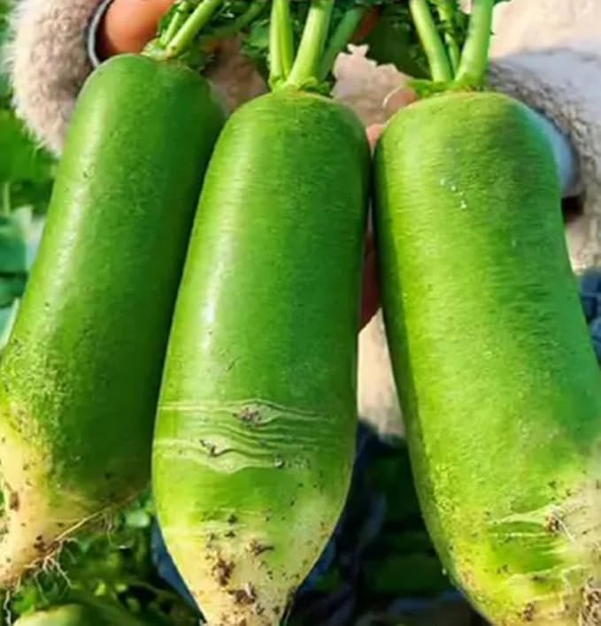 200PCS Green Turnip Seeds Radish Asian Vegetable Green Fruit Seeds