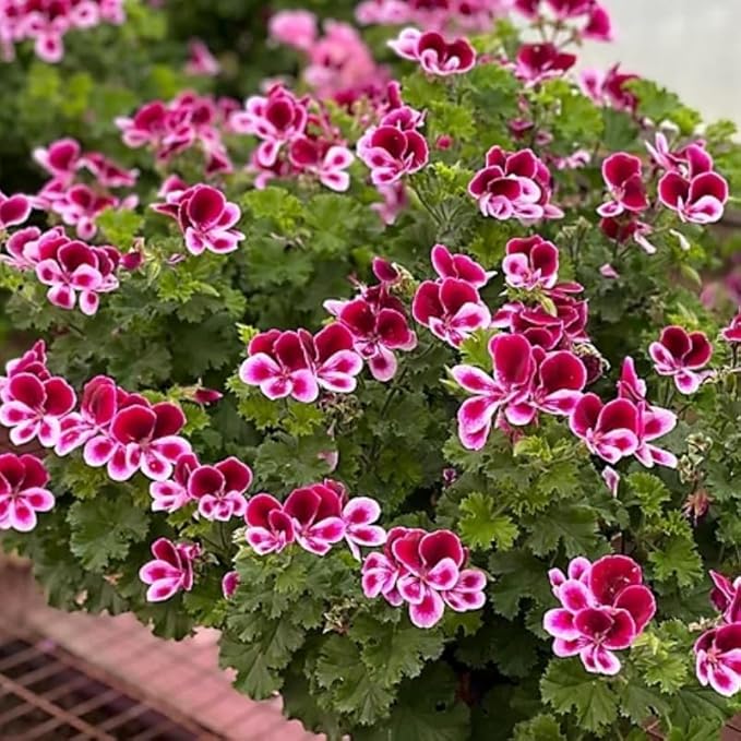 Citronella Plant Seeds for Planting - 1500+ Citronella Geranium Seeds Non-GMO Citronella Plant Seeds Home Heirloom Garden Perennial Plant