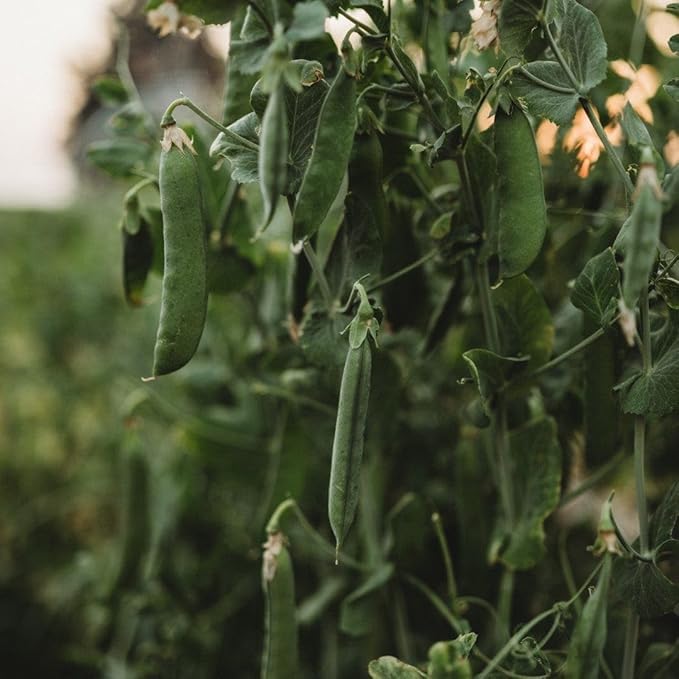 Champion of England Climbing Pea - 50 Seeds - Popular English Pea, Great for Trellises, Non-GMO Heirloom Shelling Pea Seeds for Planting in The Home Garden, Thresh Seed Company, Green