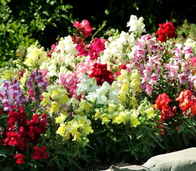 KIRA SEEDS - Seeds Dwarf Low Snapdragon Mix - Annual Flowers for Planting - GMO Free