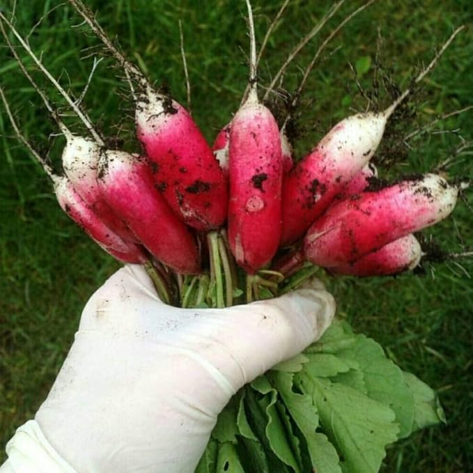 300+ Seeds Fire N Ice French Radish Yield Within 18 Days - Vegetable Red