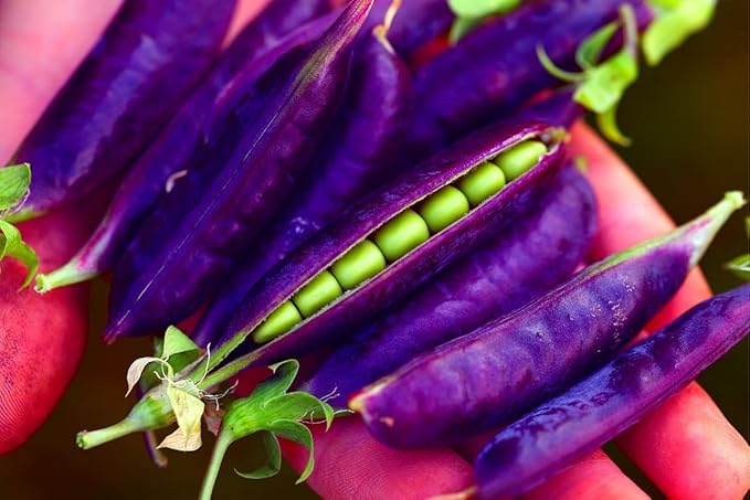 Vegetable Garden Seeds for Planting - Grow Heirloom Vegetables (Purple Pod Pea)