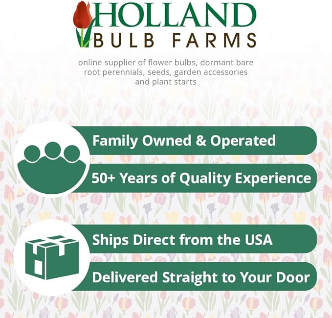 Bulk Mixed Daffodils Flower Bulbs - 250 Bulbs per Pack - Deer Resistant - Good as Cut Flowers - Naturalizing - Perennializing - Easy to Grow Live Plants - Outdoor Garden