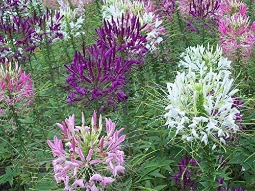Seeds Spider Flower Cleome Mix Annual Beautiful Outdoor Garden Cut for Planting Non GMO