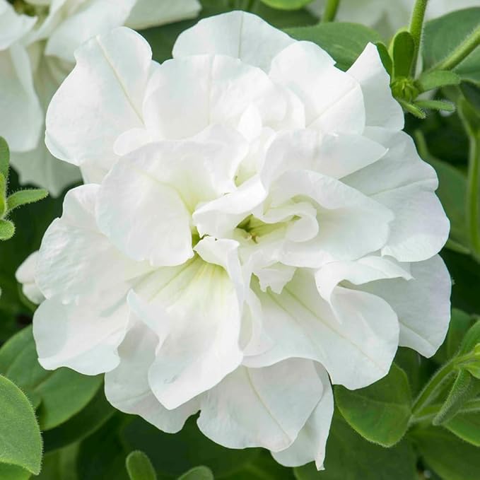 300+ Double Petunia Seeds for Planting Dwarf Wave Petunia Flower Non-GMO Heirloom Seeds for Home Garden