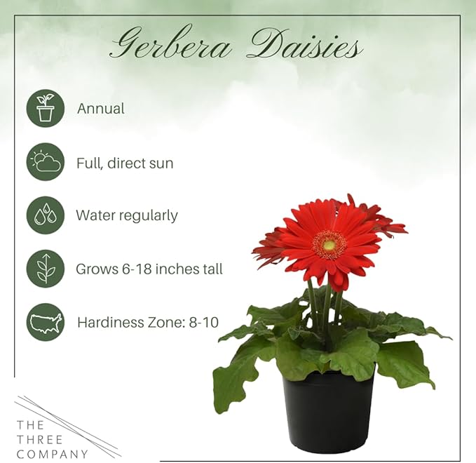 Live Flowering Gerbera Daisies - Red (2 Plants Per Pack) - Beautiful Spring Flowers - 12" Tall by 5" Wide in 1 Qt Pot