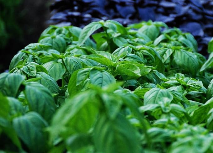 500+ Pcs Large Basil Seed Collection for Planting -Sweet, Opal, Thai, and Giant Leaf Basil - Non-GMO Heirloom Grow Indoors or Outdoor (Genovese Basil)