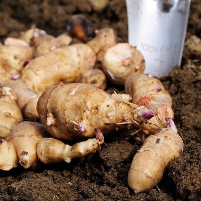 5 Jerusalem Artichoke Tubers, Sunchoke for Planting, Hardy Perennial Vegetable for Home Garden