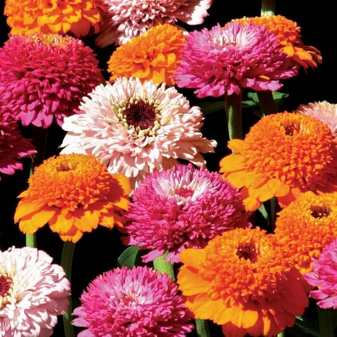 Park Seed Zinderella Punch Zinnia Seeds, Pack of 25 Seeds – Tender Annual, 91-105 Days to Maturity, Vibrant Double & Single Flowers, Non-GMO, Ideal for Pollinator Gardens, Containers, and Beds