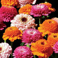Park Seed Zinderella Punch Zinnia Seeds, Pack of 25 Seeds – Tender Annual, 91-105 Days to Maturity, Vibrant Double & Single Flowers, Non-GMO, Ideal for Pollinator Gardens, Containers, and Beds
