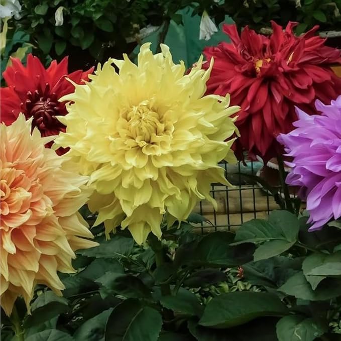 Mixrug 300+ Mix Dahlia Seeds for Planting - Rare Dahlia Pompon Flower Seeds -Dahlias Seed Variabilis Beautiful Annual for Outdoor Garden