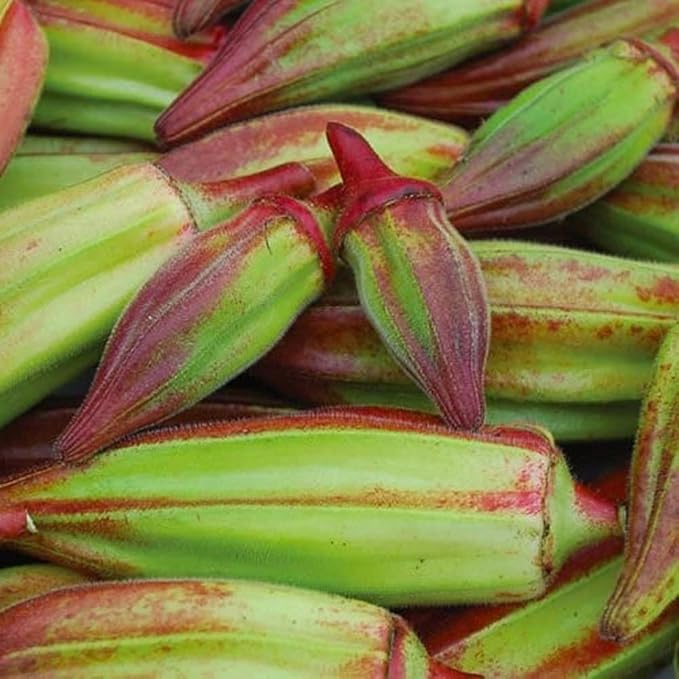 Hill Country Red Okra Seeds -100 Seed Pack - Non GMO - Beautiful Tall red-stemmed Plants Produce Wide Green pods tinged with red.