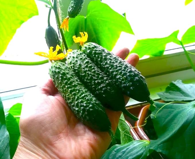 Seeds Indoor Cucumber F1 Seeds for Planting Indoors 10 Seeds Annual Plant