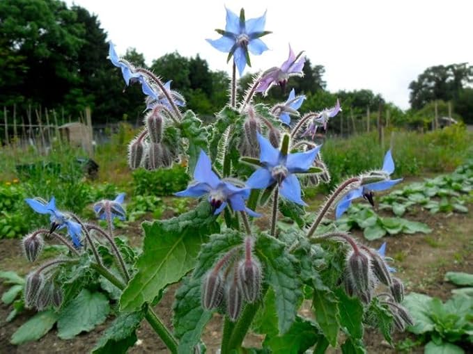 KIRA SEEDS - Seeds Borage - Annual Heirloom Herb - GMO Free