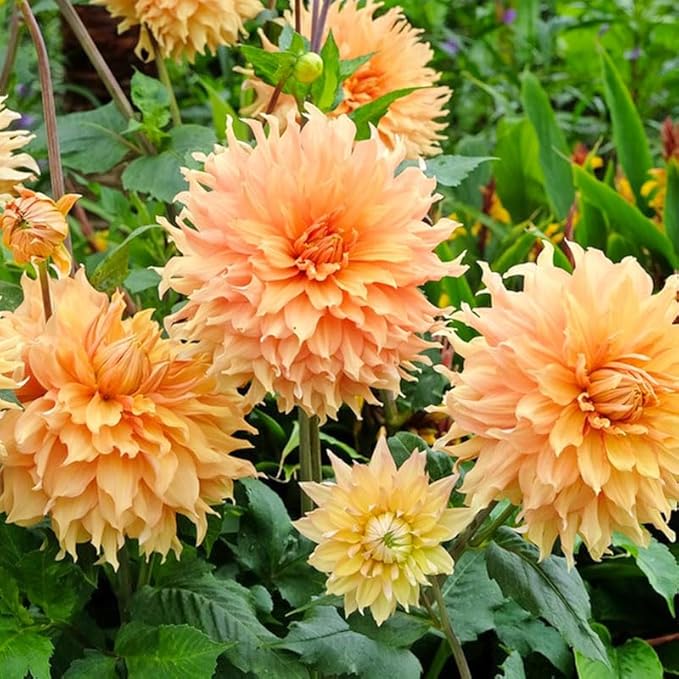 Mix Giant Dahlia Seeds for Planting -1100 Pcs Annual Flower Seeds with Colorful Blooms for Containers