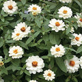 Park Seed Zinnia Seeds, Planting Flowers, Easy to Grow, Non-GMO, Perfect for Spring Garden, Profusion Double White, Pack of 25