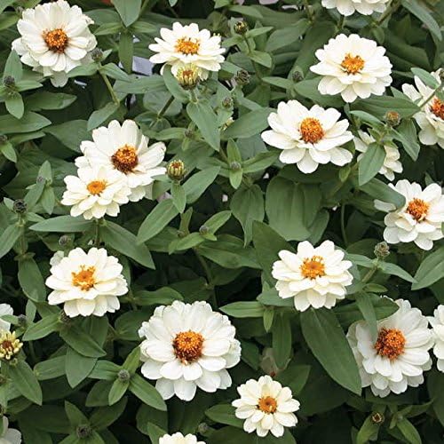 Park Seed Zinnia Seeds, Planting Flowers, Easy to Grow, Non-GMO, Perfect for Spring Garden, Profusion Double White, Pack of 25