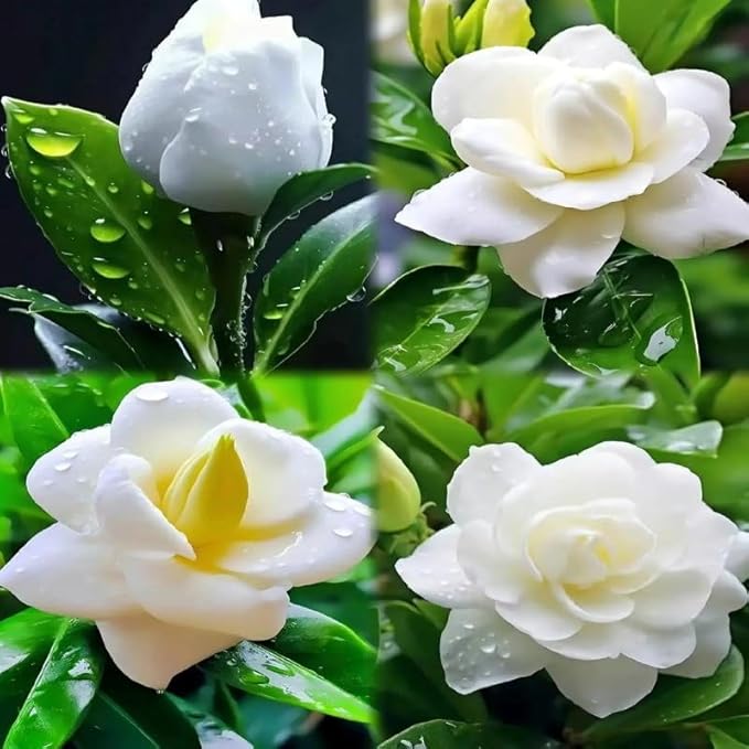 Gardenia Flower Seeds Gift Pack – 199pcs Aromatic & Evergreen Seeds – Blooming White Flowers – Ideal Gardening Gift for Moms & Nature Lovers