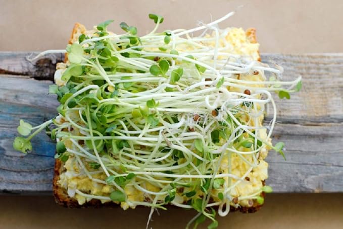 6 ounce Daikon Radish - "COOL BEANS n SPROUTS" Brand, Radish Daikon Sprouting Seeds. Known to be a Spicy Radish.