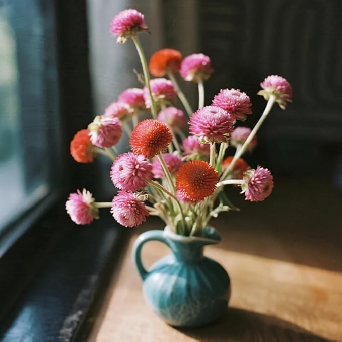Mixrug Mix Globe Amaranth Flower Seeds for Planting, 300pcs Rare Perennial Globe Amaranth Flower Seeds Non-GMO Heirloom Plants, Open Pollinated Beauty Flowers Home Garden for Outdoors
