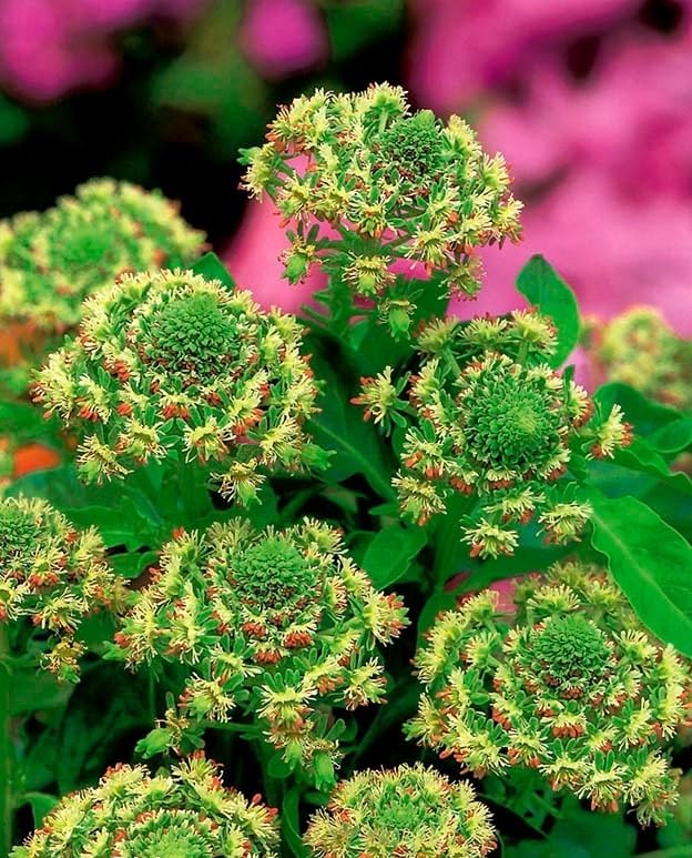 KIRA SEEDS - Seeds Reseda - Garden Mignonette - Heirloom Herb - GMO Free