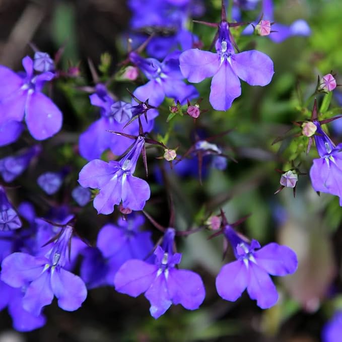 100Pcs Blue Lobelia Seeds for Planting & Growing Outdoor Grow Blue Flowers in Pots Basket Gardens Multicolor Flowers Seeds