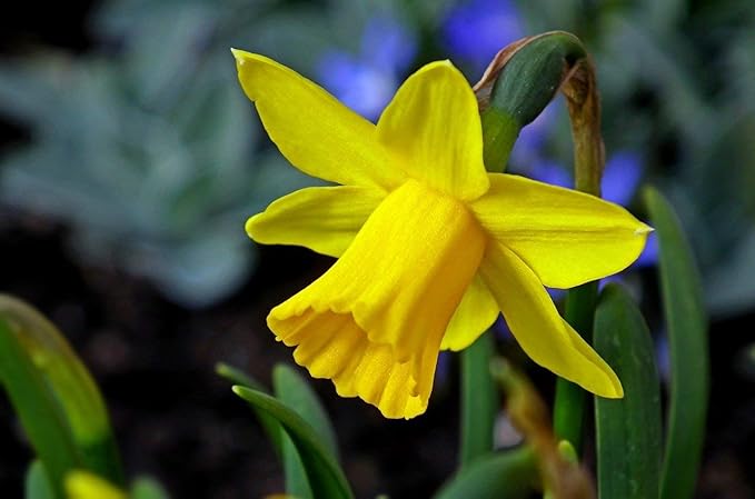 50 Daffodil Bulbs for Fall Planting, Daffodil Bulbs Bulk, Yellow Daffodil Bulbs for Planting, Narcissus Flower Bulbs