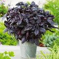 KIRA SEEDS - Seeds Opal Purple Basil - Heirloom Herbs - GMO Free