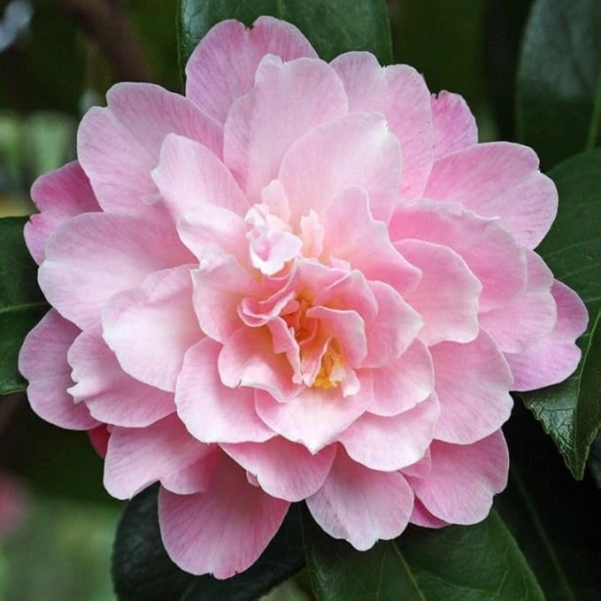 20+ Mixed Camellia Seeds for Planting-Camellia Shrub Impatiens Balsamina Flower Seeds Plants in Potted Balcony Low-Maintenance
