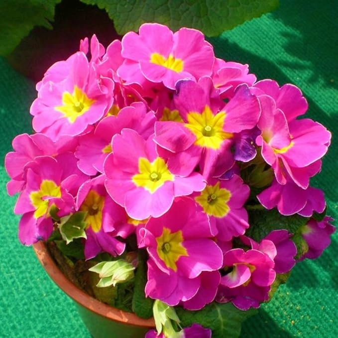 Primula Seeds 200PCS– Vibrant Perennial Flower Seeds for Planting | Early Spring Blooms, Shade-Tolerant, Perfect for Borders, Containers & Rock Gardens