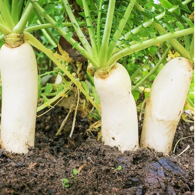 200 Daikon Radish Seeds | Japanese Winter White Carrot Korean Mu Mooli Oriental Chinese Lo Luobo Asian Vegetable Seed