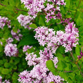TriStar Plants - Dwarf Korean Lilac, 1 Gallon Trade Pot - Syringa Meyeri Palibin, Compact Shrub, Dwarf Bush, Flowering, Fragrant, Cold Hardy, Healthy Established Roots,