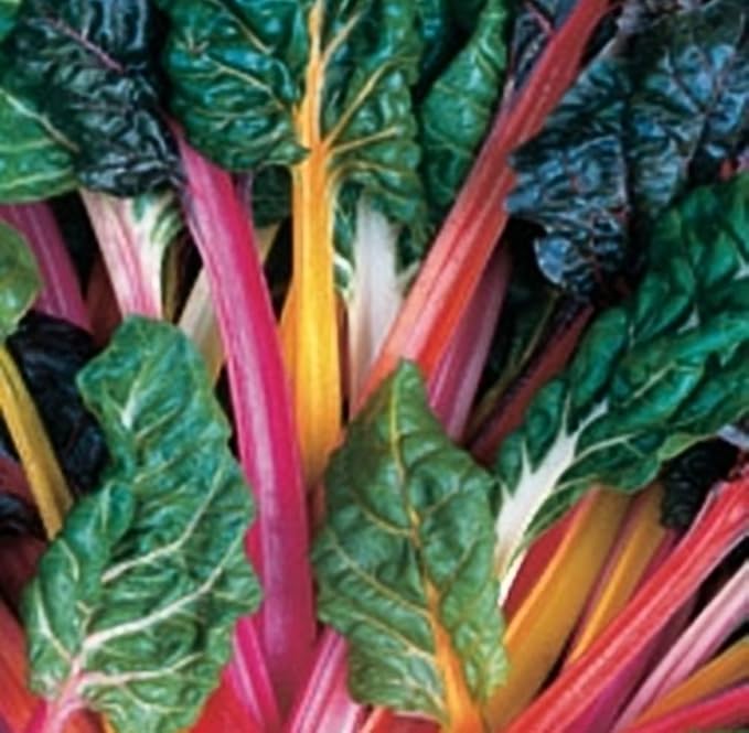 Swiss Chard Rainbow Mixture Garden Heirloom Vegetable by Seed Kingdom (5 Lb Seeds)