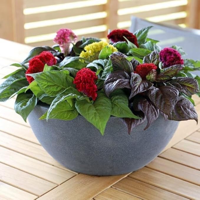 22Day Seeds: Seeds Cockscomb Mix/Celosia cristata/Includes Variety Crested West Indian Toreador/Annual Flowers