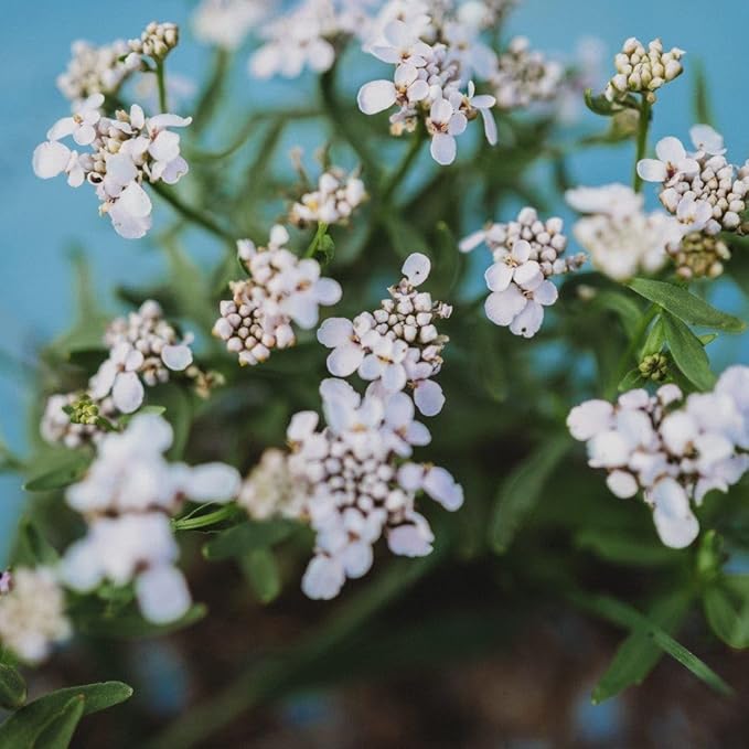 Candytuft Dwarf Fairy Mix - 250 Seeds - Excellent Ground Cover, Beautiful Low-Growing Annual, Non-GMO Heirloom Candy Tuft Seeds for Planting in The Home Garden, Thresh Seed Company